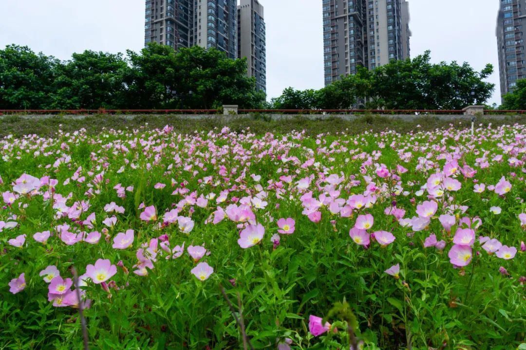  「月见草」美丽月见草，在月下展颜的一抹桃粉色