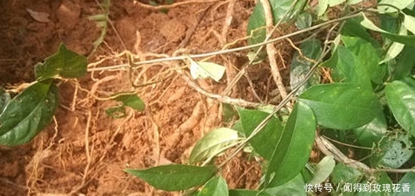 农村地里的一种东西，价格被炒得很高，大家了解吗？