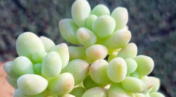  残党：适合“手残党”养的4种花,更是懒人的福音,好管理易繁殖!