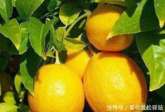 「家里」家里养花,选这4盆“健康花”,抑制病菌,睡眠好,全家都健康