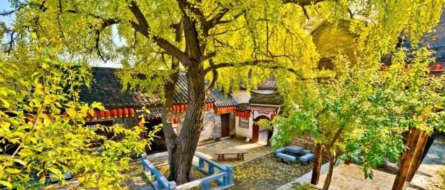  树木■农村院子里种树如何选择？