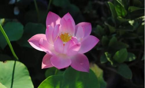 『耐热』必养的3种花,耐热耐旱更耐晒,一年四季开花不断,韵味十足