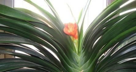  『温度』跟小妹这样做，君子兰年年开花不夹箭