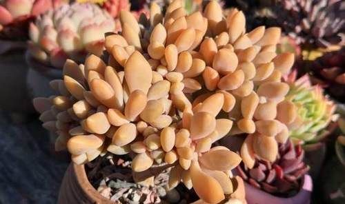  「得不偿失」多肉搬出室外晒太阳，这几点要注意，弄不好会得不偿失