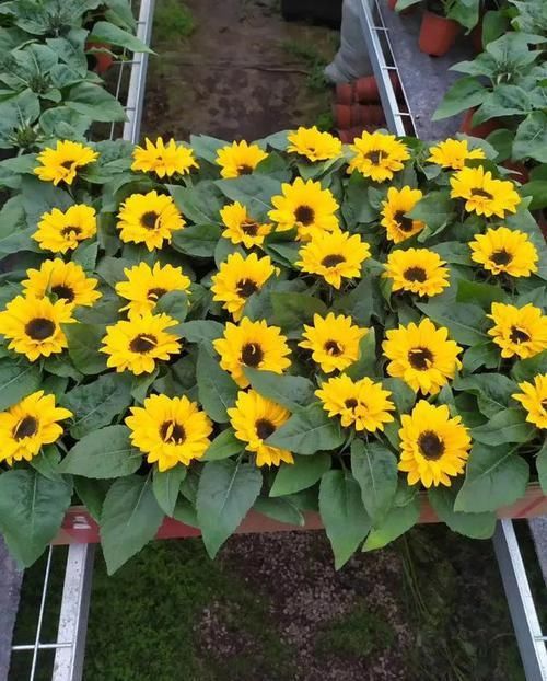  「矮化」这花围着太阳转，越热越晒越爆盆，矮化向日葵，阳台盆栽就很美