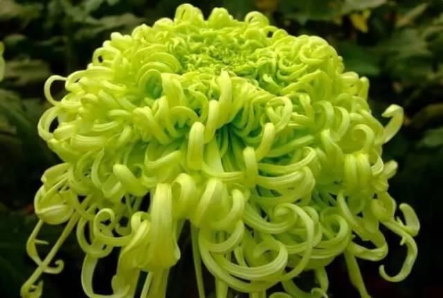【花中】中国10大名花,哪个是你的最爱?