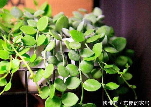  『后将它们』用这几种东西来自制营养土，效果比买来的还要好得多！