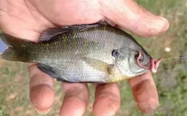  重铅钓底：你以为豆漂只能适用传统钓，其实钓浮、钓流水，这些都可以