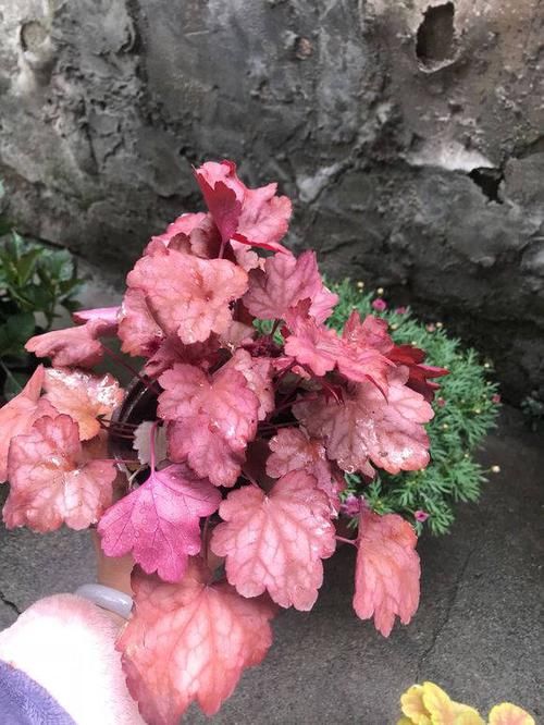  「绿植」颜色多变的绿植，养盆矾根，甩绿萝十条街，简直就是“调色盘”