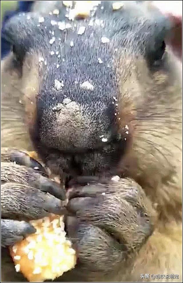 游客喂土拨鼠吃面包，看到它的吃相，网友：似曾相似的感觉