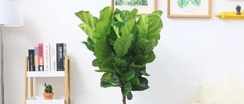 『翠绿的叶片』这6种绿色植物,家里养上几盆,增添绿意,清新又养眼!