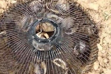 美女把废弃电风扇埋进土里，第二天一看满满的惊喜!这样都可以?