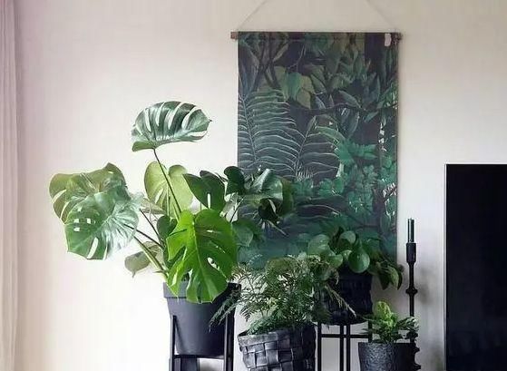 「养护要点」这4款室内植物太能长,1年窜到2米高,邻居看了都羡慕!