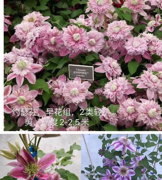  『铁线』铁线莲：韧如铁线，花开如莲，耐寒耐热，花园必备。