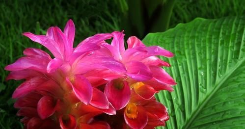 「牡丹」野外1种花,姿色不输牡丹,开花有仙气,快看看你见过没?