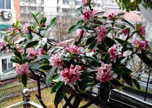  『清香木』房间有异味，那就养这4种“植物”，花香四溢，空气变更好闻！