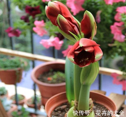 大妈|大姐买了个“种球”,邻居大妈看了就笑话,后来开出美翻天的花