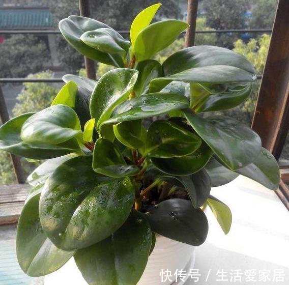  老奶奶■老奶奶不花钱买3种花，全靠叶片扦插繁殖，叶子多少苗多少