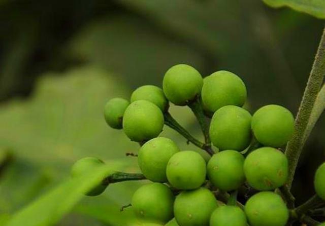  价值：山沟沟一种带刺的野草，名叫“刺天茄”，繁殖快结果子，价值高