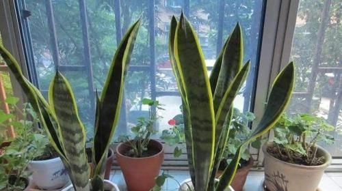  [浇水太多]养花需注意，这4种花不能瞎浇水，不然很容易烂根！