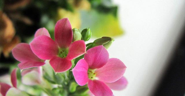  「家里」3种花非常适合家养，颜色鲜艳四季开花，家里养一盆，养出小花园