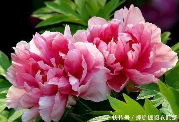 『种植』牡丹:国色也是世界色