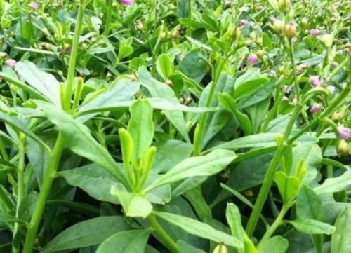  「人参菜」原本是外来入侵植物，却被人们吃到要种植，还以“人