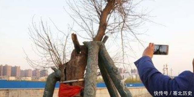 郑州千年古树不简单，因大火沉睡百年再发新芽，政府设特殊保护区