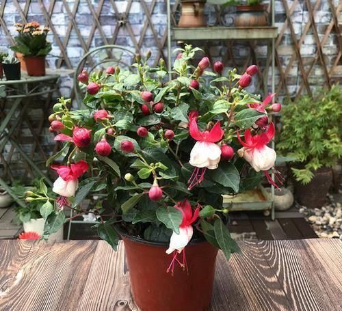 『枝条』开花像“灯笼”,独特又漂亮,四季开花,被称为最独特的阳台花