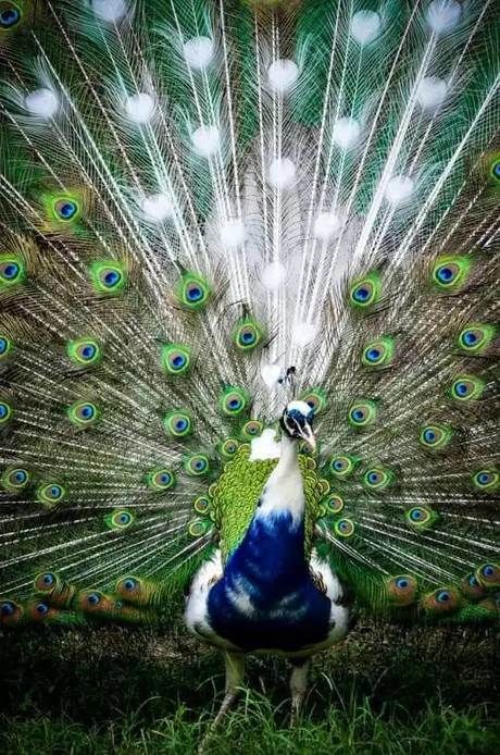 孔雀公主的故乡,普洱茶的原产地,请多关照