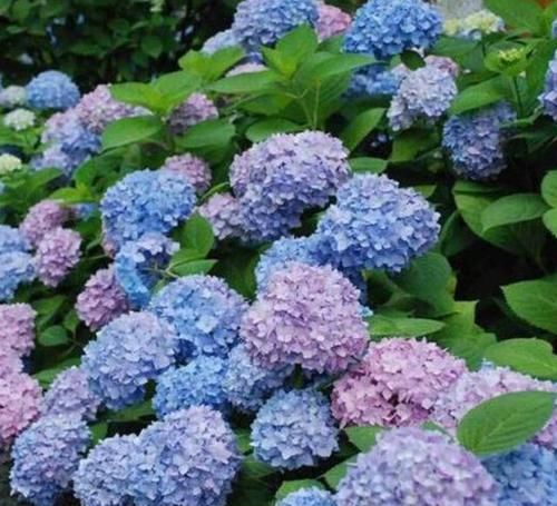  三角梅■选花，别错过这几种“开花机器”，养殖省心