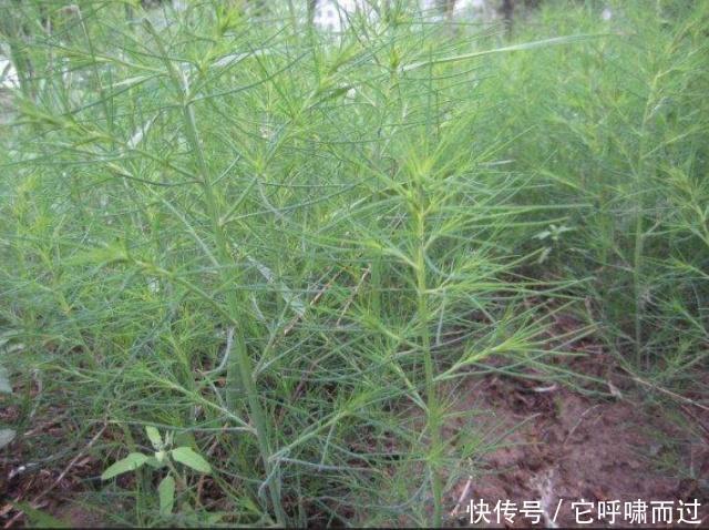 农村这种野草，以前农民用它泡水喝，其实它降血压效果特别好