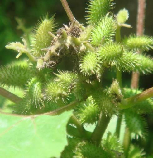  [苍耳]农村有种不起眼的野草，过去农民以除之而后快，殊不知价