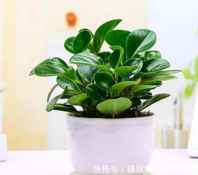  土里■这些根本不用打理的绿植，随意往土里一丢即可长出花园，你养过吗！