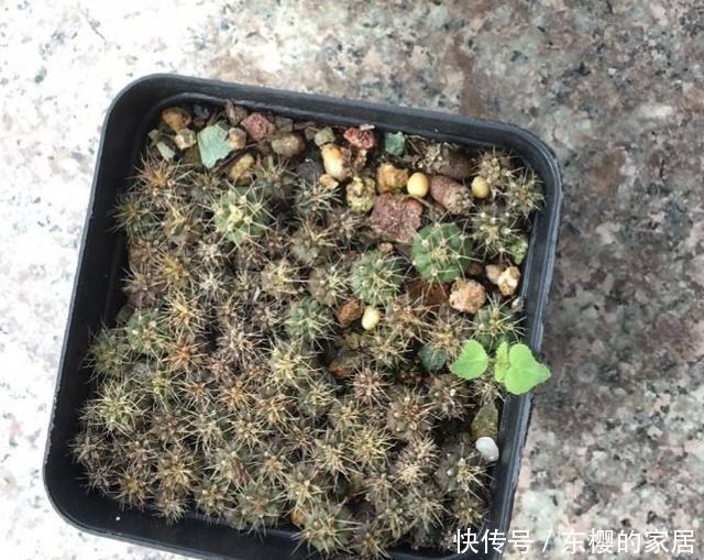  『爆花』仙人球绯花玉不开花，方法有“2个”，既长小崽又爆花