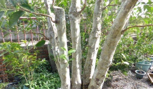  「栀子花」栀子花开，最美的回忆，养好栀子盆栽，这几点尤其要注意