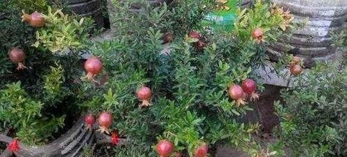  『吃不完』这3种水果，吃完“核”别扔，养成盆栽，来年果子吃不完！