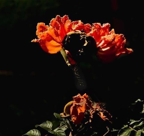  家里：冬天开花是红色的植物，过年看着就喜庆，妈妈们还不知道吗？