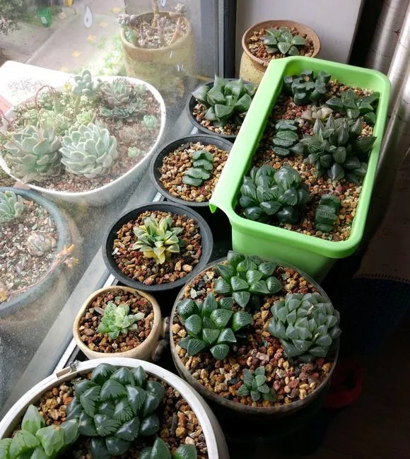  『品种』夏天养玉露，可“闷”，不可“晒”，小心晒成“屎色”，大打折扣