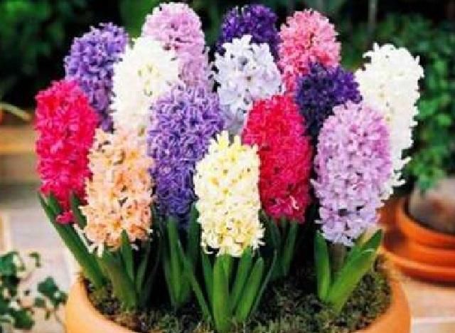  #艳丽#花开成串艳丽无比的风信子，最适宜此时栽种，做好3点轻松养活它
