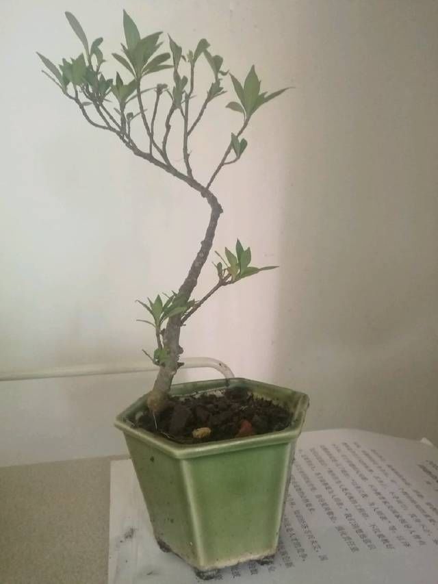  「子花小」有材料就有小盆栽，欣赏几盆大叶栀子花微盆景，短小精悍造型精美