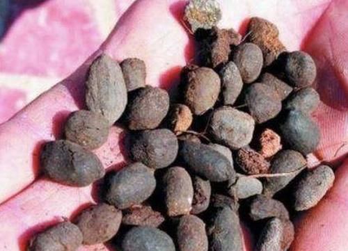  『绿萝』别嫌2种颗粒“脏”，绿萝、兰花、月季都喜欢，埋进花盆变肥料！