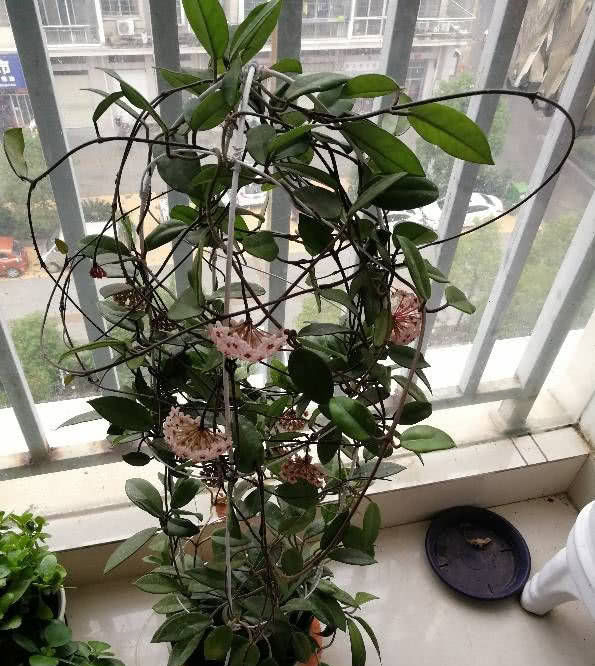  『绿萝』此盆栽花好养如绿萝，花期超长“颜值”高，芳香飘满屋，值得入手！