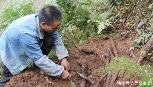  「收益」曾一度火爆一斤200元，农民种一亩收益10万，如今却只能