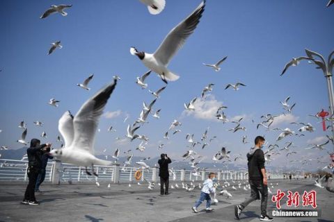  开放■昆明海埂大坝恢复开放 吸引市民喂鸥观景
