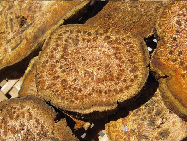 如果这种植物长在你家菜园，记得不要当害草拔掉了，它药用价值高