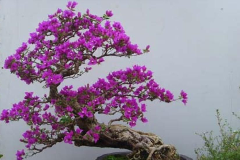  『富贵竹』这“4种”植物，可以用“醋”养，每个月用“1斤”枝繁叶茂