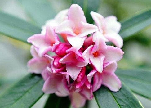 家里:这几款小花养在家里,开花硕大香味浓,花姿优美,为花中异色,美