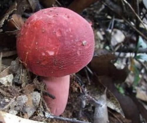  暗红色■湿润的大山里，有1种野生“红菇”，“七百元”1斤也不好买，珍贵