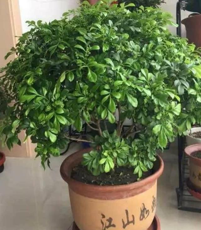  夏季：夏季将至，养几种耐热耐晒的花，不用挪来挪去，光照越强开花越旺